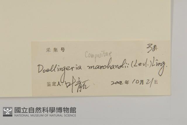 短冠東鳳菜藏品圖，第3張