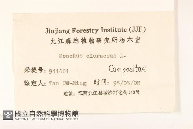 苦滇菜、苦菜藏品圖，第3張