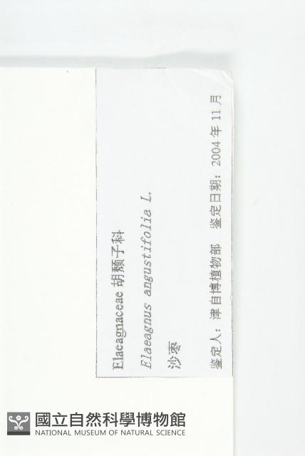 銀柳藏品圖，第3張