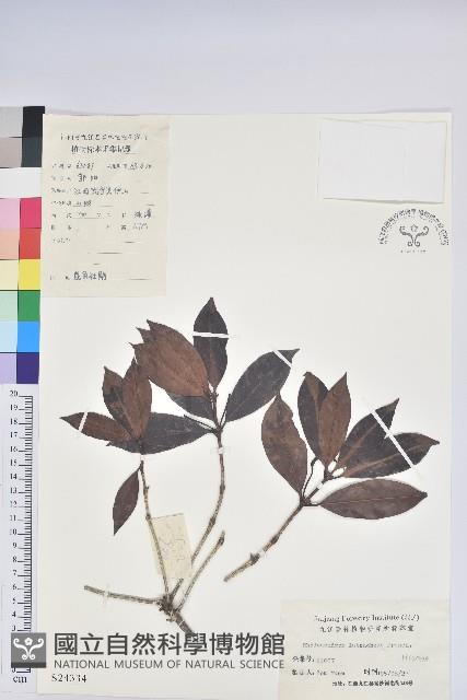 漿果莧、紐藤藏品圖，第3張