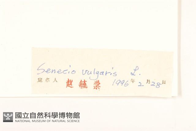 歐洲黃菀藏品圖，第3張