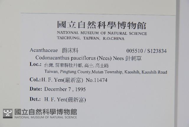 針刺草藏品圖，第2張