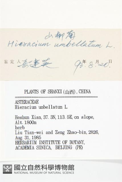 山柳菊藏品圖，第3張