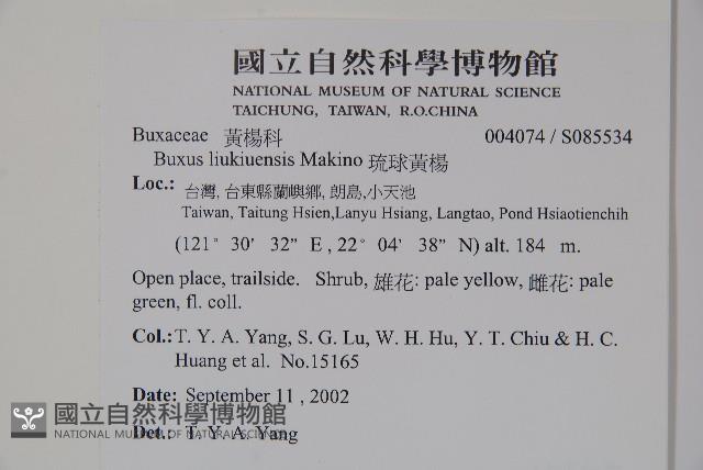 琉球黃楊藏品圖，第2張