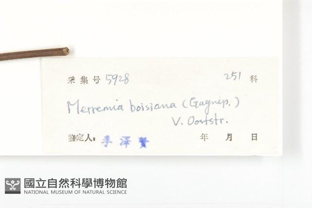 金鐘藤藏品圖，第3張