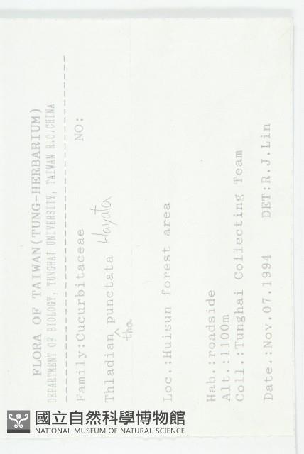 斑花青牛膽藏品圖，第2張