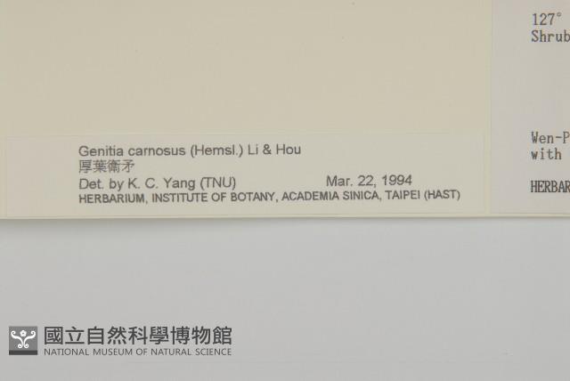 厚葉衛矛藏品圖，第3張