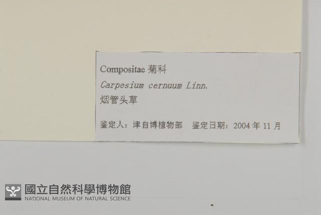 杓兒菜藏品圖，第3張