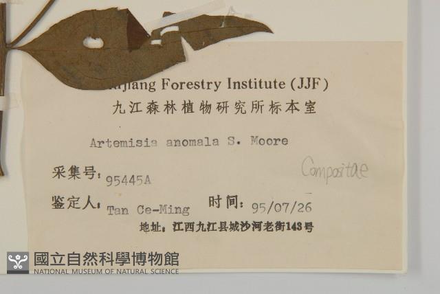 珍珠蒿、奇蒿藏品圖，第3張