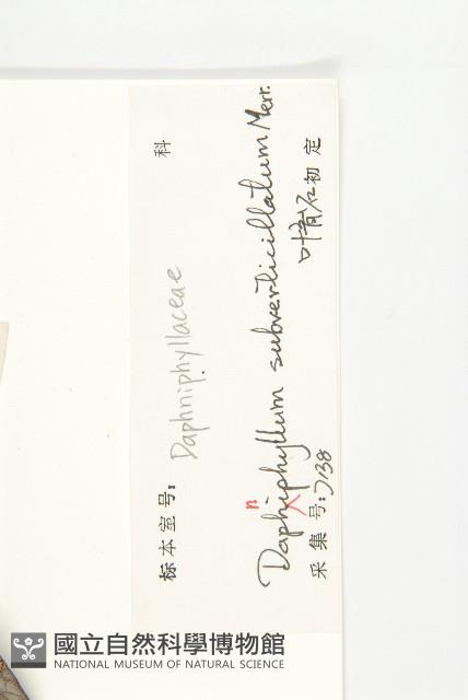 假輪葉虎皮楠藏品圖，第3張