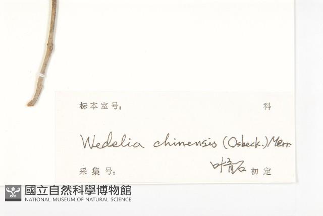 蟛蜞菊藏品圖，第3張