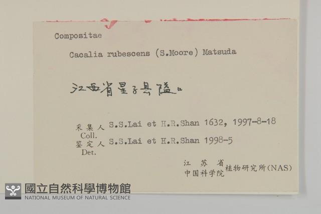 紫花堇菜藏品圖，第3張