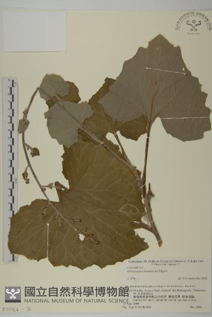 腺梗菜藏品圖，第3張