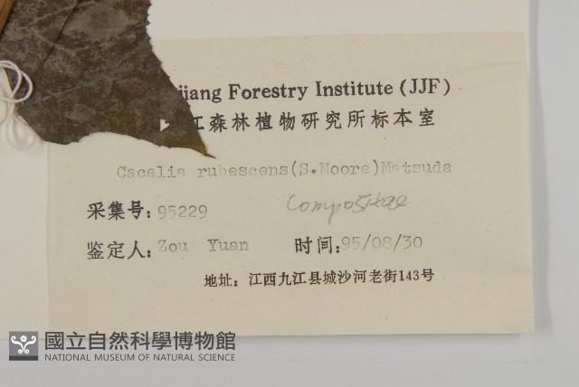 矢鏃葉蟹甲草藏品圖，第3張