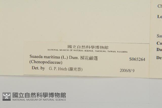 裸花鹼蓬藏品圖，第3張