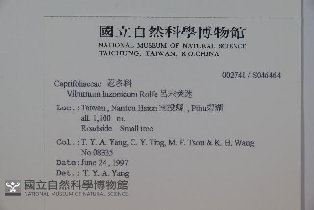 呂宋莢迷藏品圖，第2張