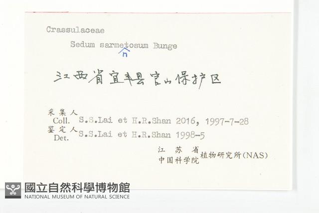 垂盆草藏品圖，第3張