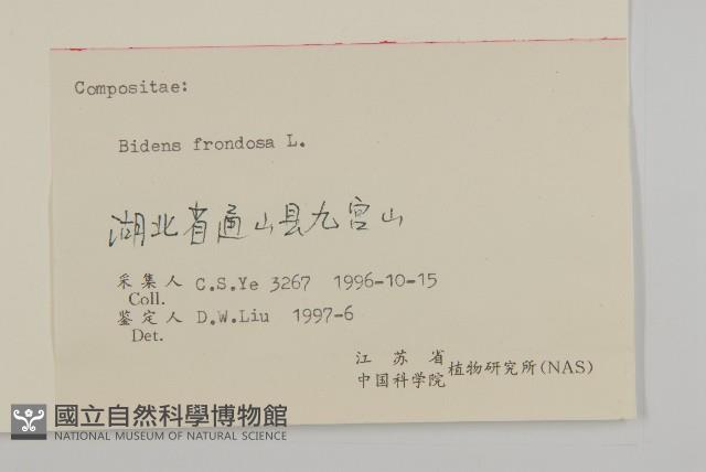 大狼把草藏品圖，第3張