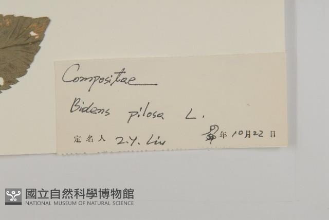 白花鬼針藏品圖，第3張