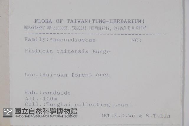 黃連木、爛心木藏品圖，第2張