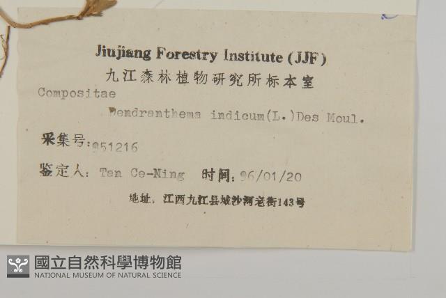 油菊、野菊藏品圖，第3張