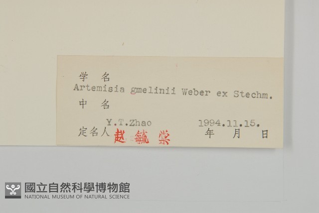 白蓮蒿藏品圖，第3張