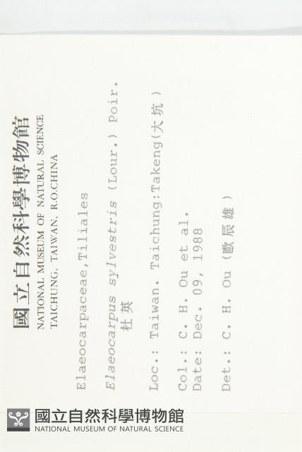 Common Elaeocarpus Collection Image, Figure 2, Total 2 Figures
