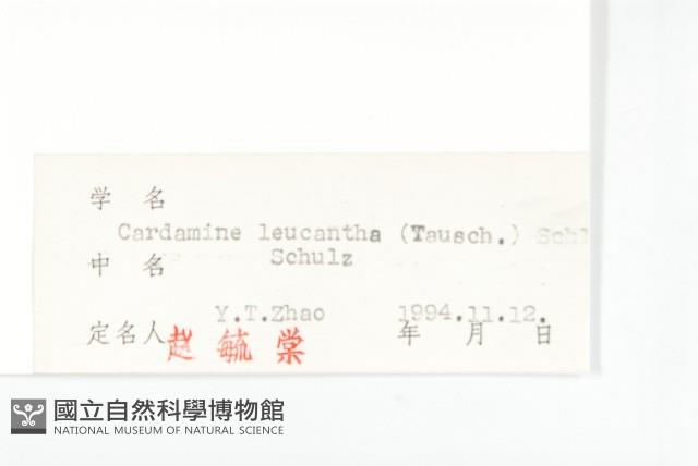 白花碎米薺藏品圖，第3張