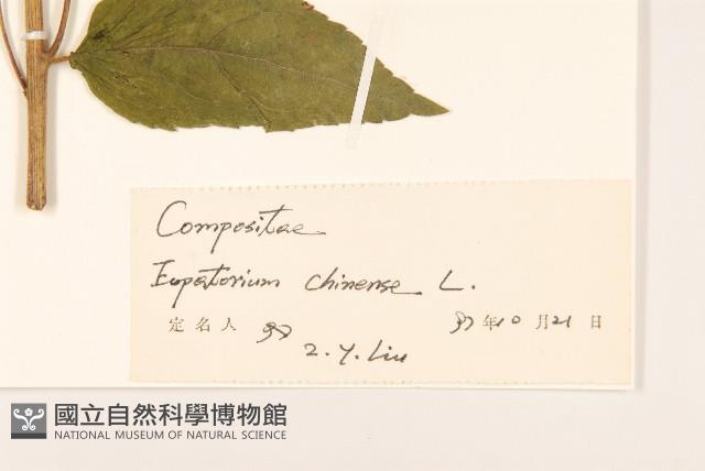 華澤蘭藏品圖，第3張