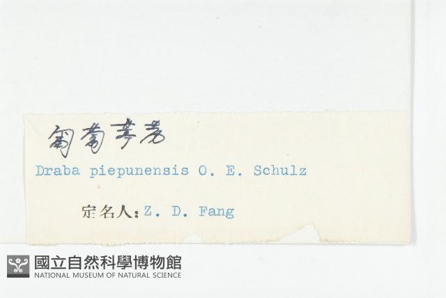 匍匐葶藶藏品圖，第3張