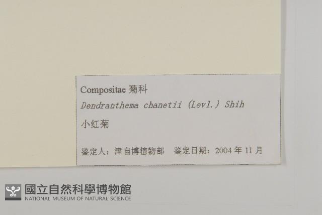 小紅菊藏品圖，第3張