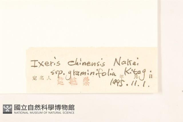 絲葉苦菜藏品圖，第3張