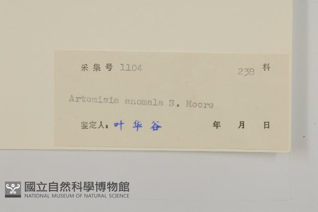 珍珠蒿、奇蒿藏品圖，第3張