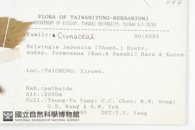 臺灣青莢葉藏品圖，第2張