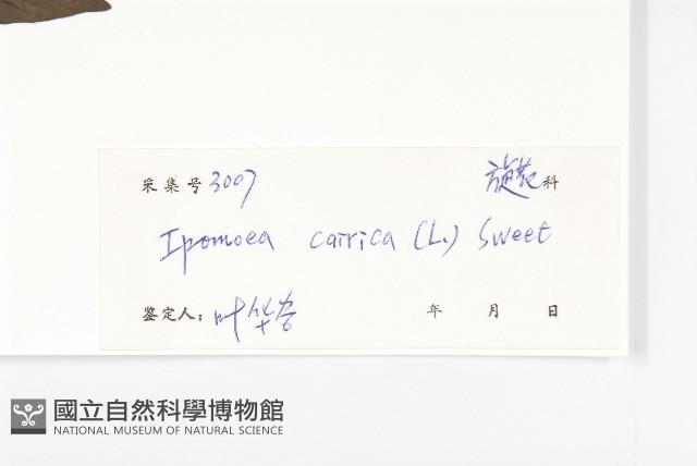 番仔藤藏品圖，第3張