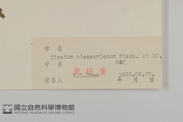 絨背薊藏品圖，第3張