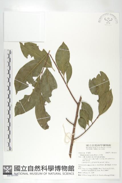 山紅柿藏品圖，第3張