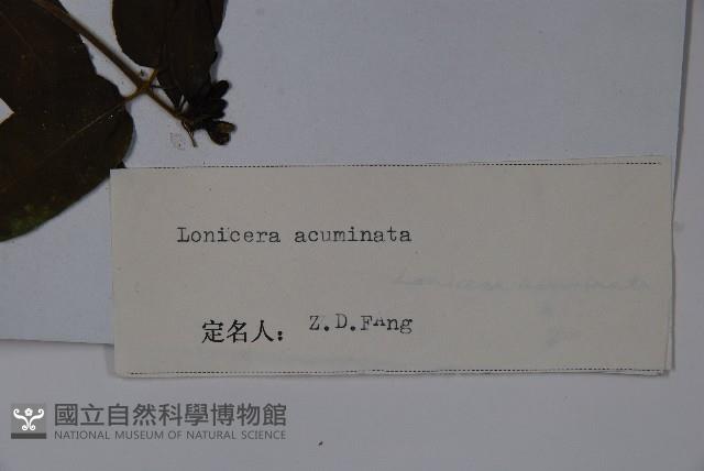 阿里山忍冬、漸尖葉忍冬藏品圖，第2張