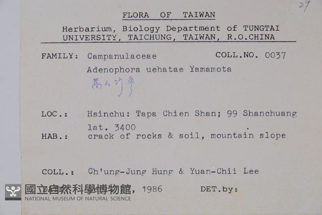 高山沙參藏品圖，第2張