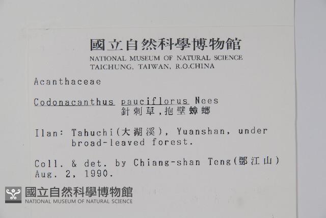 針刺草藏品圖，第2張