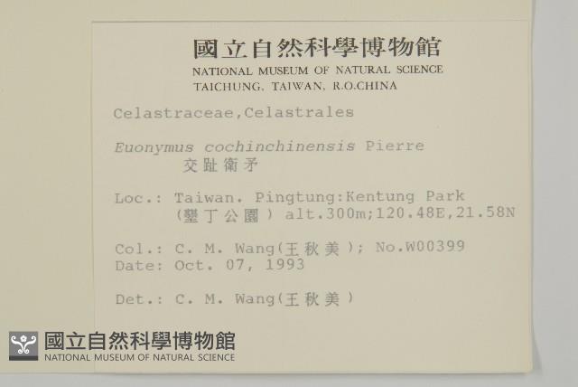 交趾衛矛藏品圖，第2張