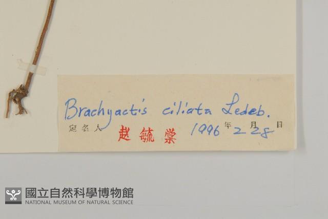 短星菊藏品圖，第3張