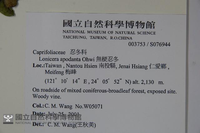 無梗忍冬藏品圖，第2張