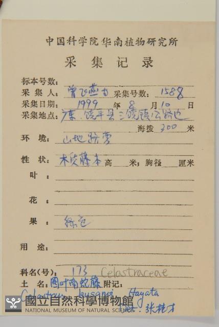 大葉南蛇藤藏品圖，第2張