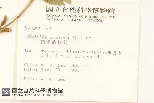 雙花蟛蜞菊藏品圖，第2張