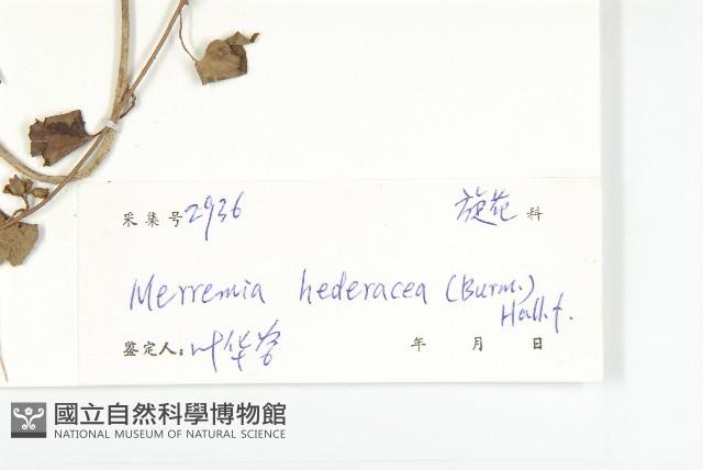 卵葉菜欒藤藏品圖，第3張