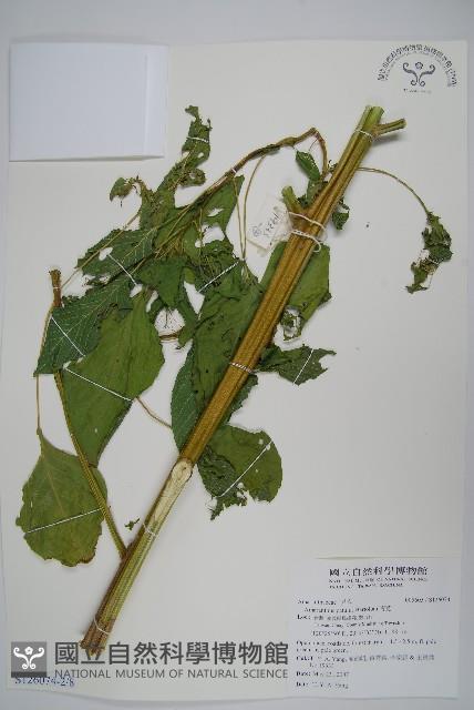 青莧藏品圖，第3張