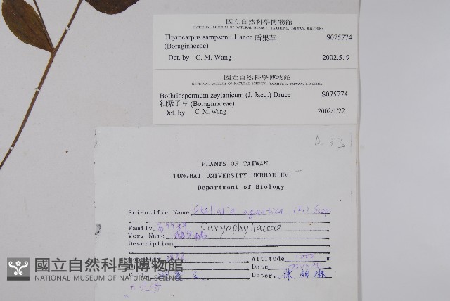 盾果草藏品圖，第2張