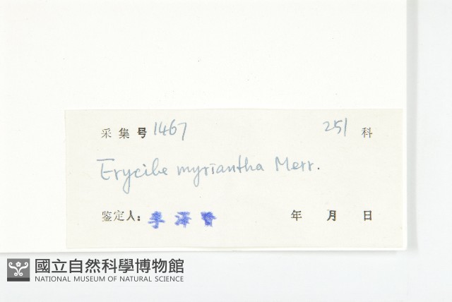 多花丁公藤藏品圖，第3張