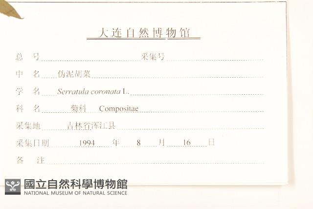 偽泥胡菜藏品圖，第3張